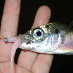 アジングで思わぬ外道